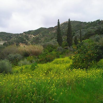 Ηλιοτρόπια με τον Γιάννη Παπουτσάκη | 17.04.23