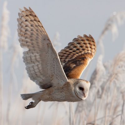 Infinitely Curious: Barn owls (Τυτώ, η κουκουβάγια του αγρού) | 02.02.2025