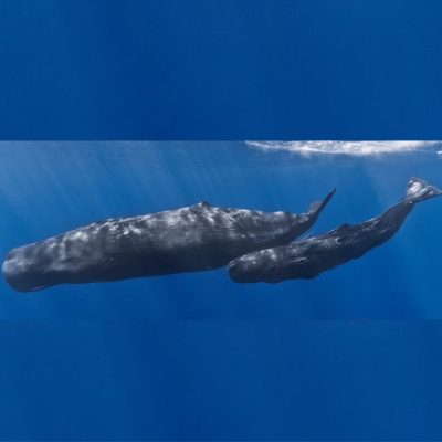 Infinitely Curious: In the path of Giants – The Sperm Whales | 25 May 2025