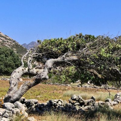 Η Μικρή Θαλασσινή: Οι δρύες των ελληνικών νησιών | 08.08.2025