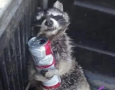 Βρέθηκε το πρώτο ρακούν μπεκρής… | 23.12.2025